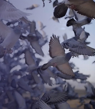  Exclusive Footage and B-Roll    